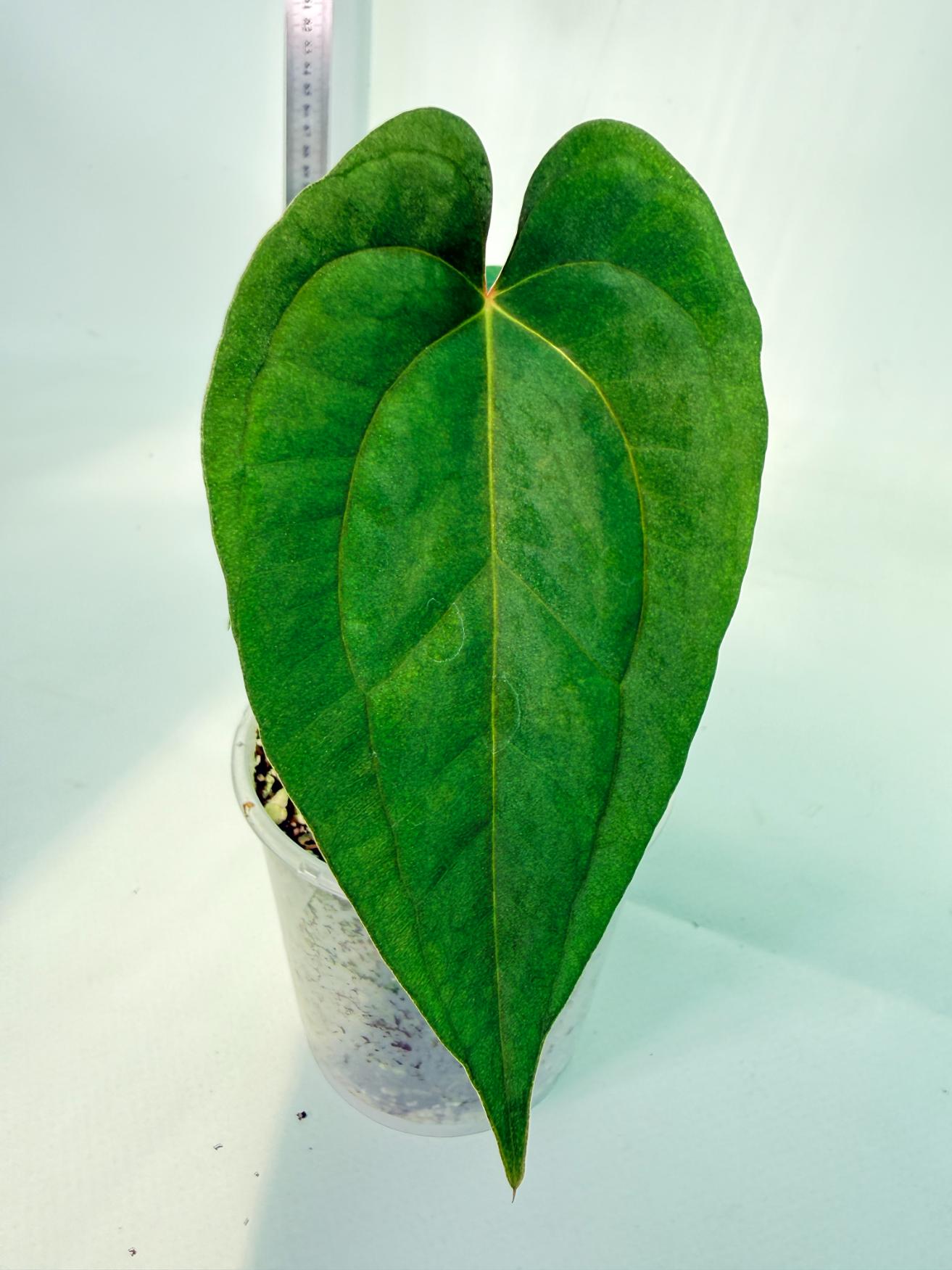 Anthurium Papillilaminum Guna Yana x Papillilaminum Fort Sherman x Dark Phoenix 1