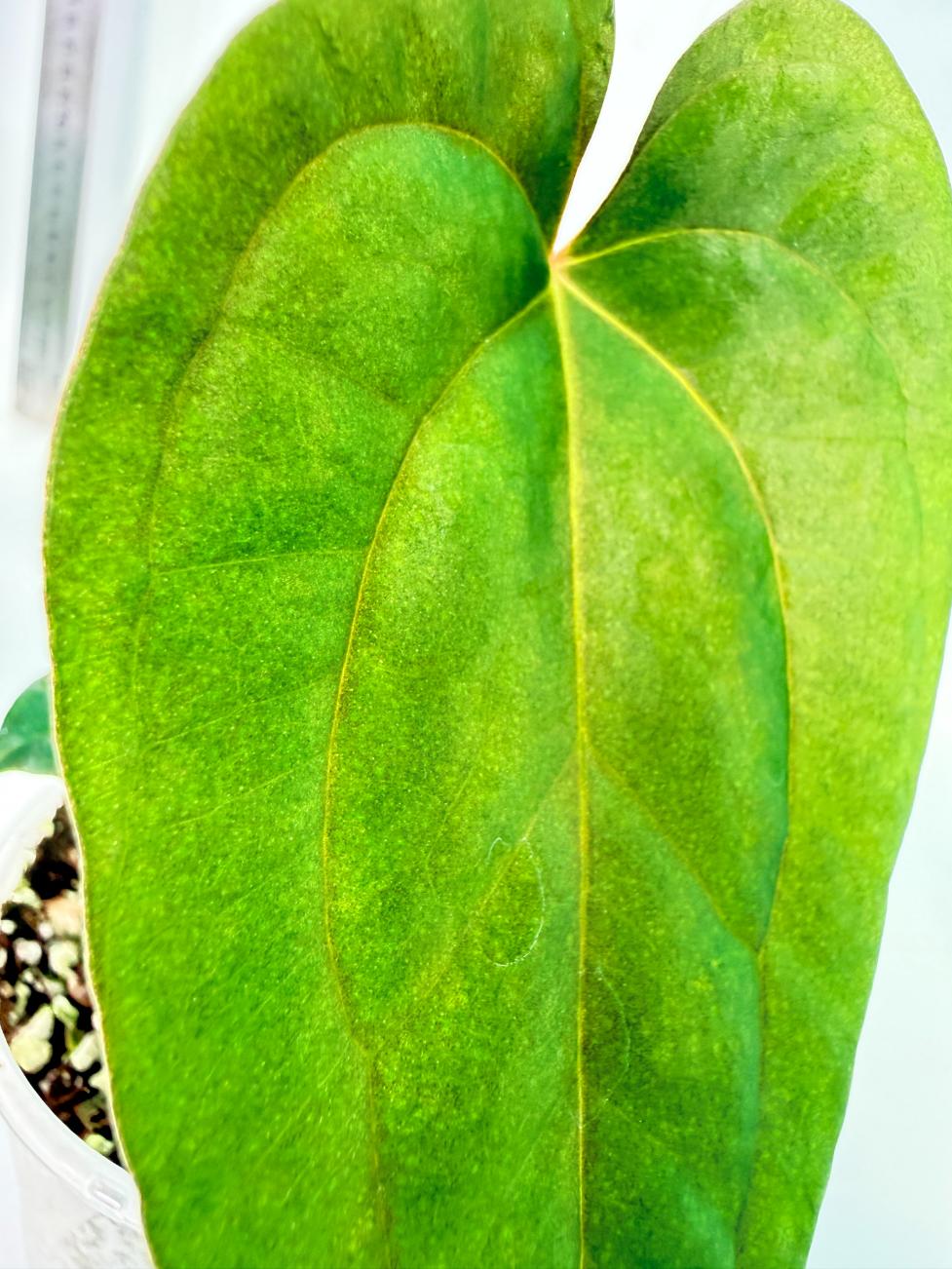 Anthurium Papillilaminum Guna Yana x Papillilaminum Fort Sherman x Dark Phoenix 4
