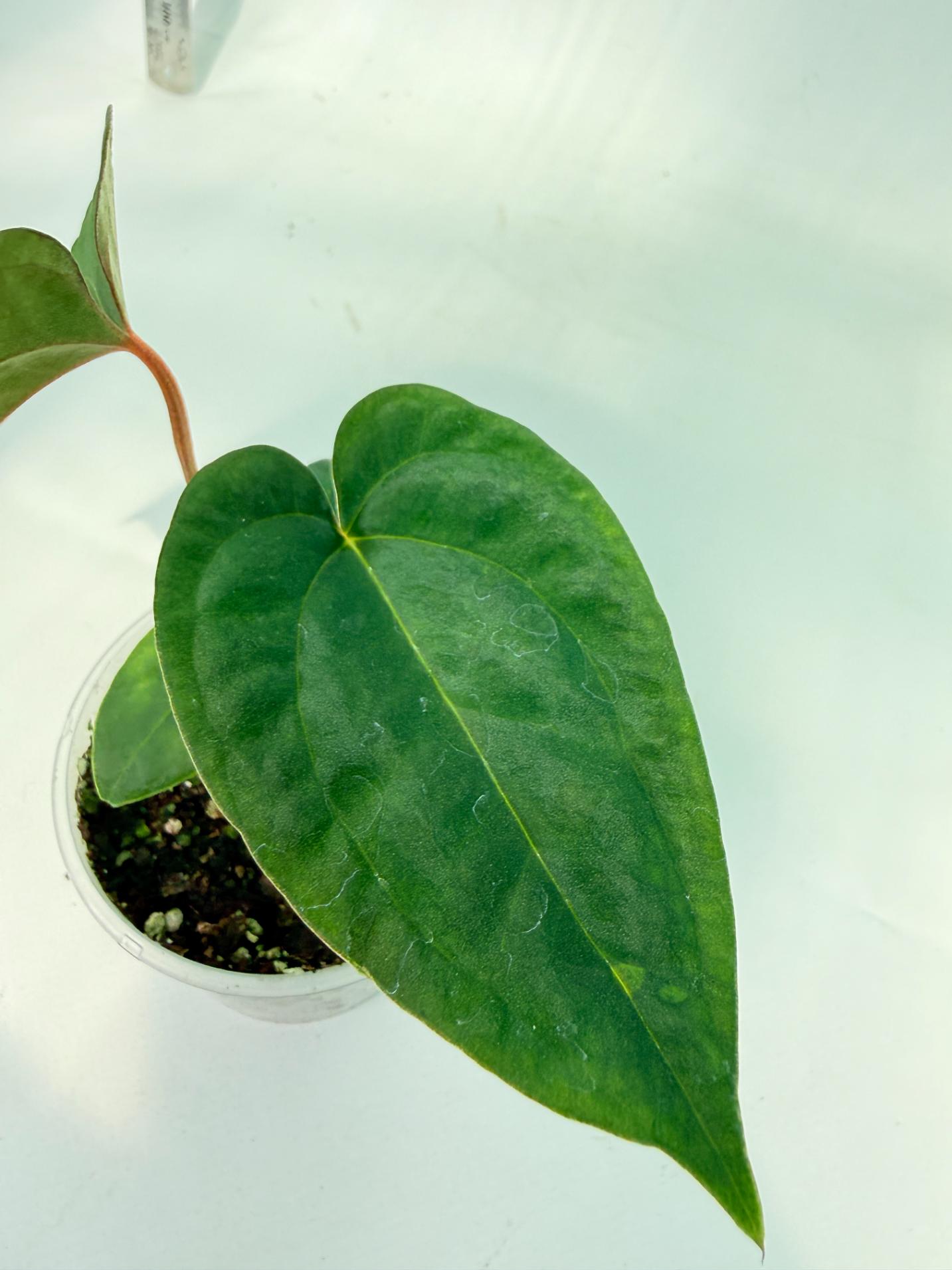 Anthurium Papillilaminum Guna Yana x Papillilaminum Fort Sherman x Dark Phoenix 8