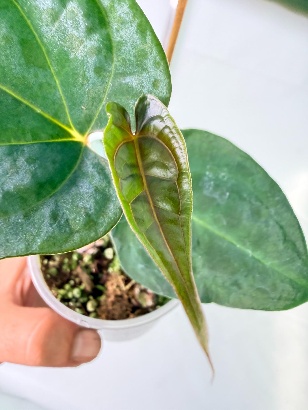 Anthurium Papillilaminum Guna Yana x Papillilaminum Fort Sherman x Dark Phoenix 4