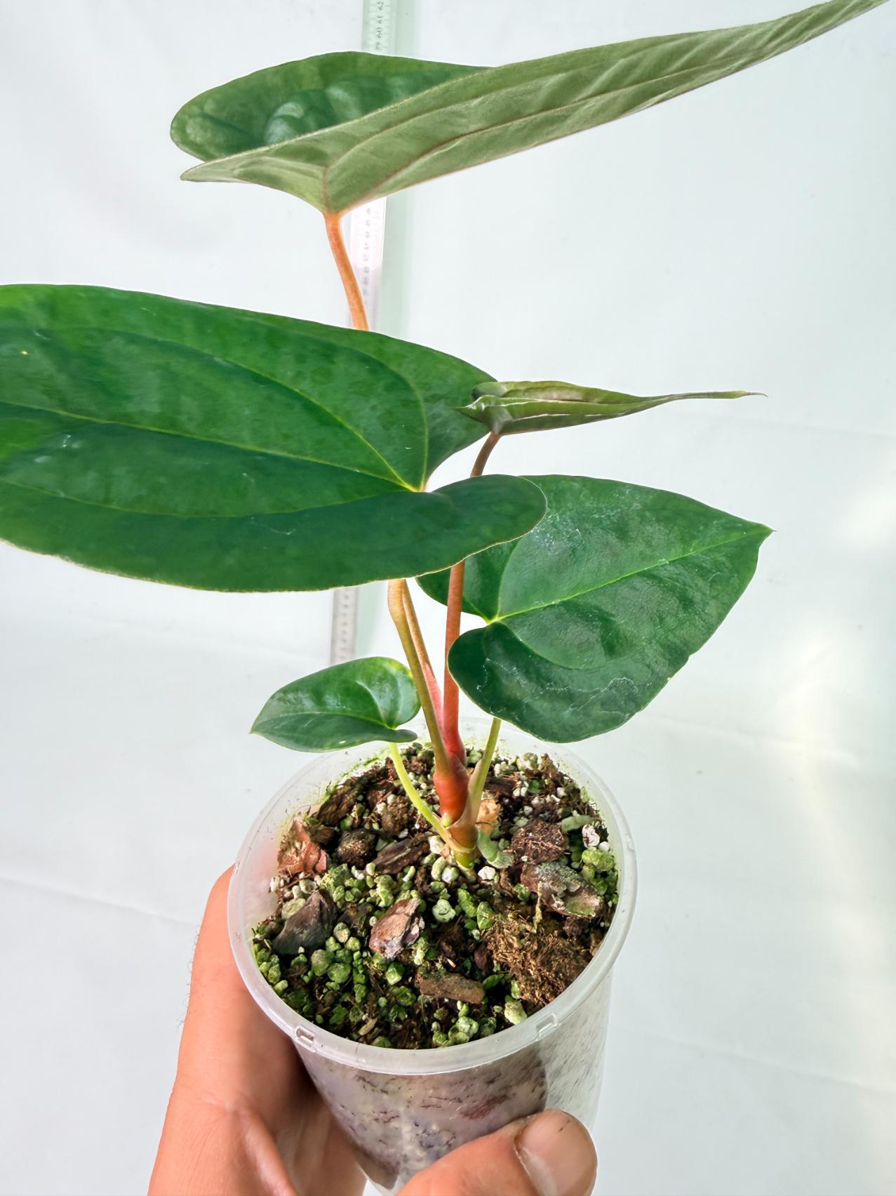 Anthurium Papillilaminum Guna Yana x Papillilaminum Fort Sherman x Dark Phoenix 5
