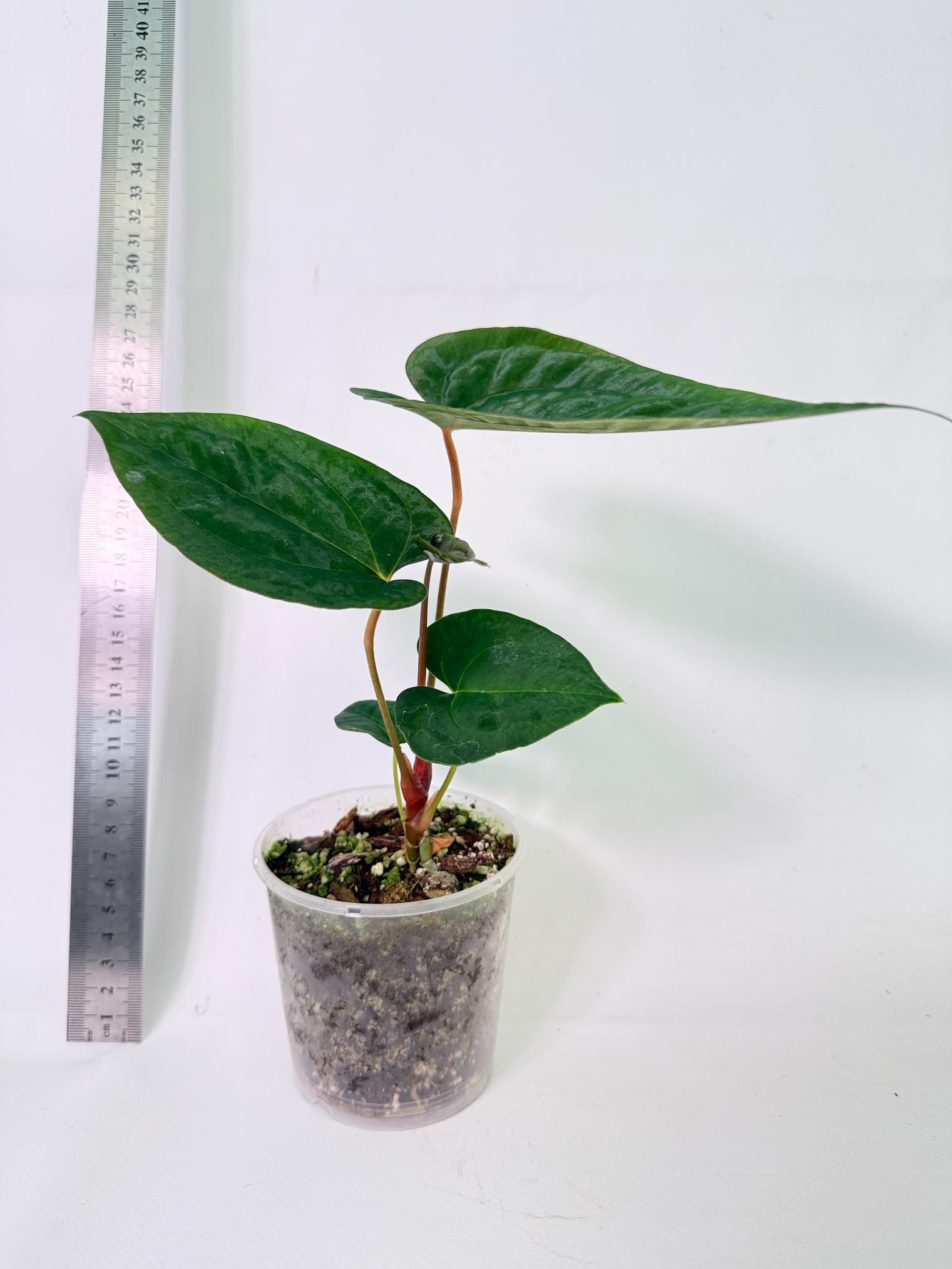Anthurium Papillilaminum Guna Yana x Papillilaminum Fort Sherman x Dark Phoenix 3