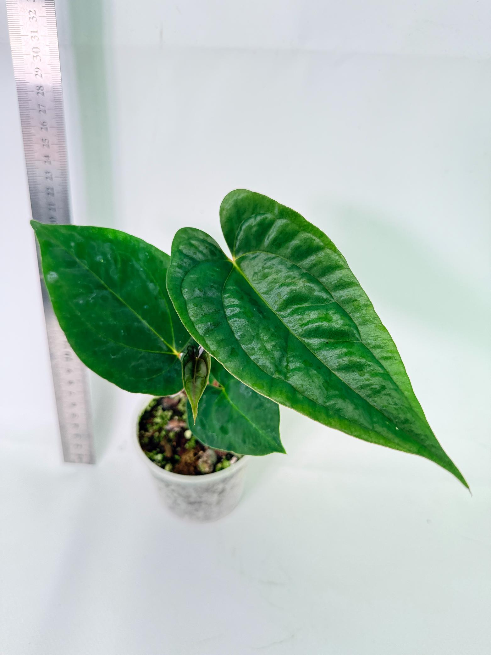 Anthurium Papillilaminum Guna Yana x Papillilaminum Fort Sherman x Dark Phoenix 6
