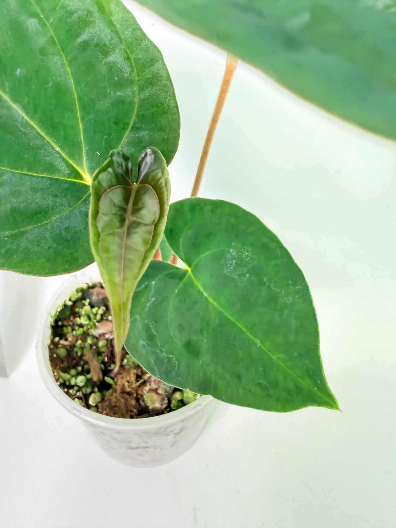 Anthurium Papillilaminum Guna Yana x Papillilaminum Fort Sherman x Dark Phoenix 7