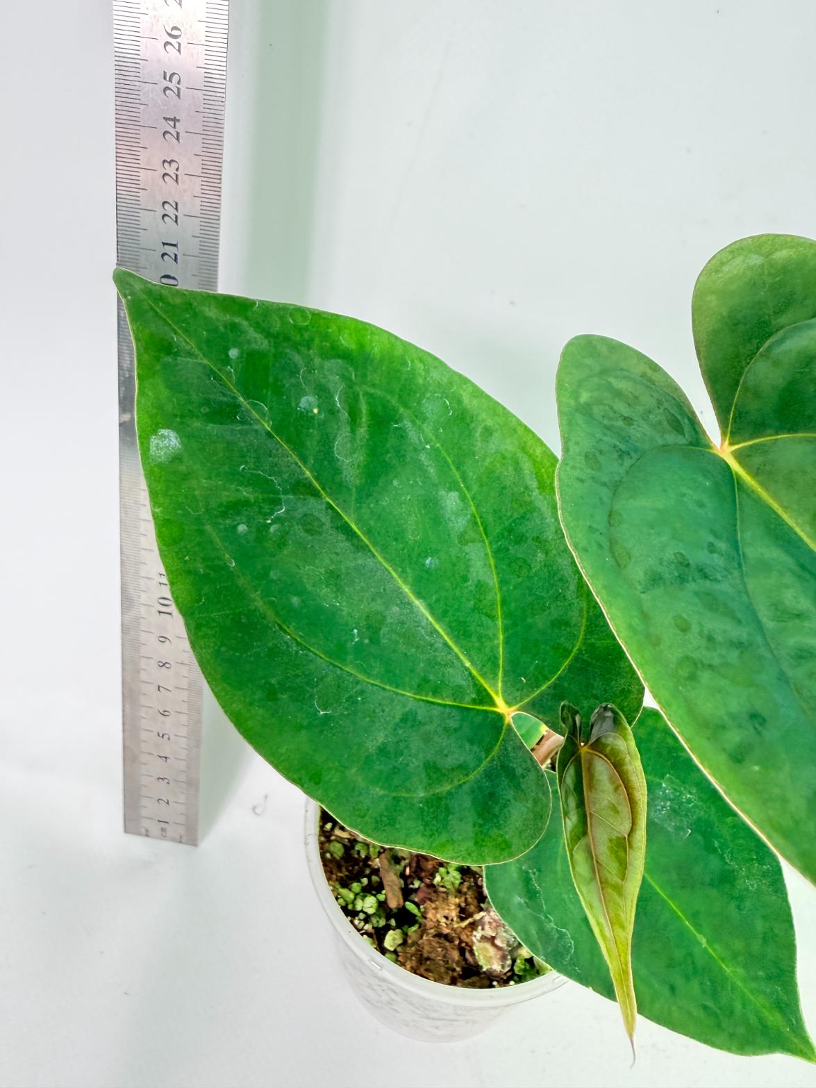 Anthurium Papillilaminum Guna Yana x Papillilaminum Fort Sherman x Dark Phoenix 8