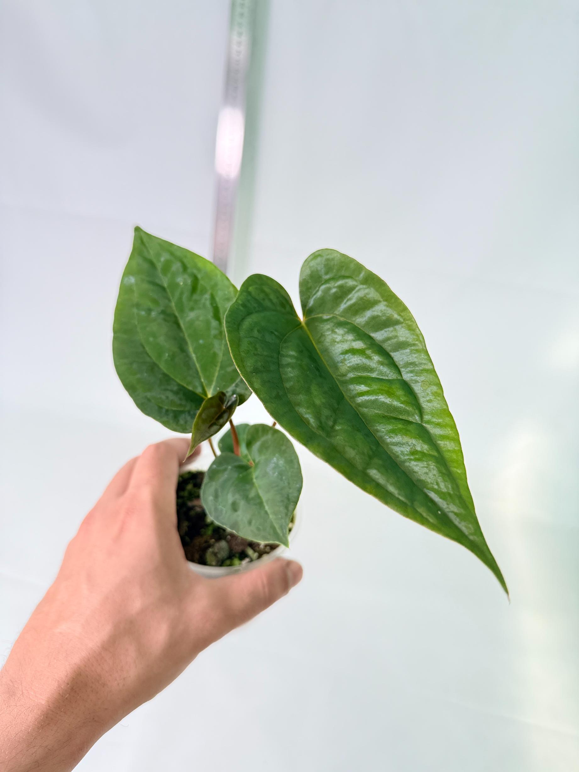 Anthurium Papillilaminum Guna Yana x Papillilaminum Fort Sherman x Dark Phoenix 1