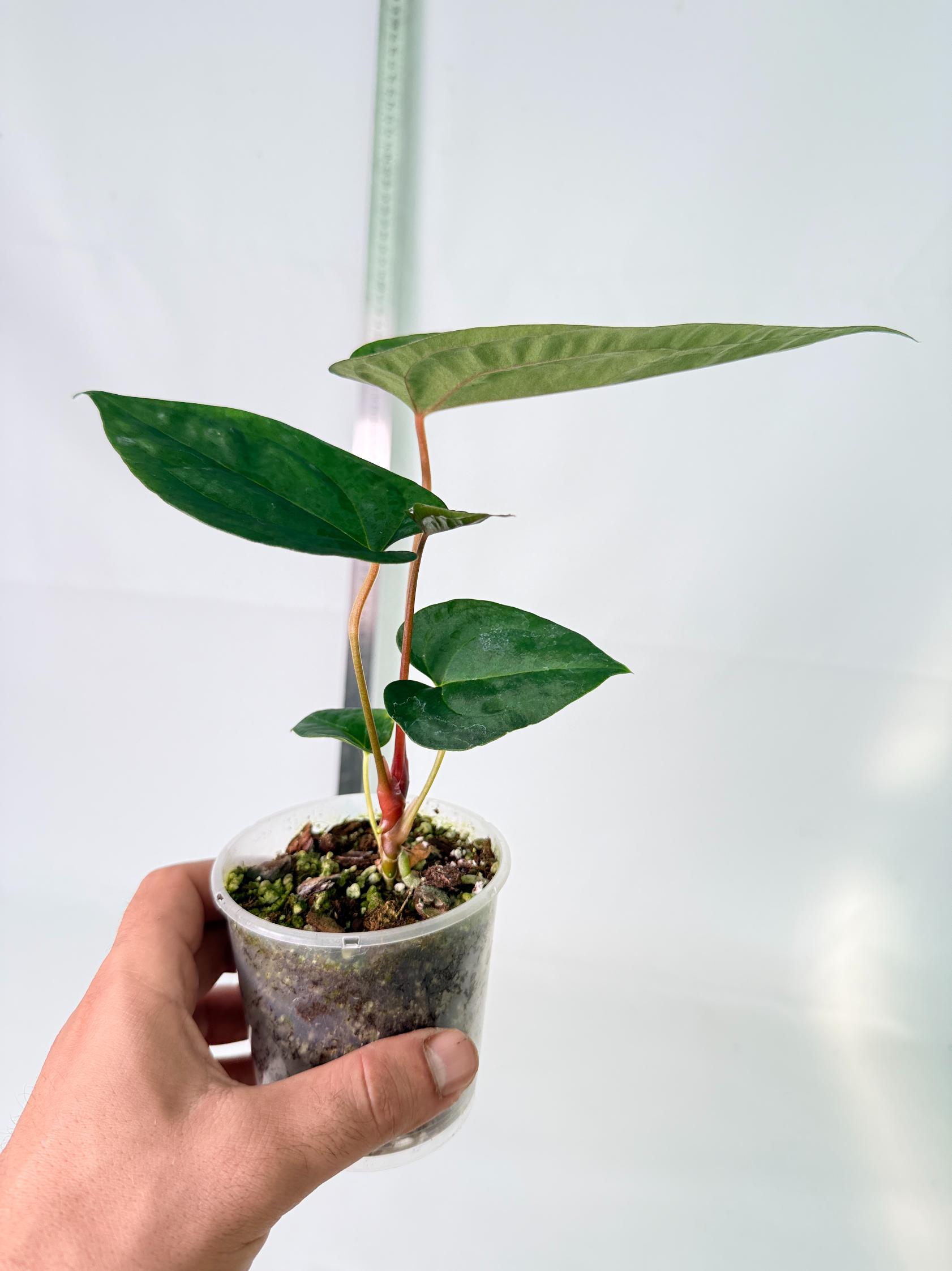 Anthurium Papillilaminum Guna Yana x Papillilaminum Fort Sherman x Dark Phoenix 9
