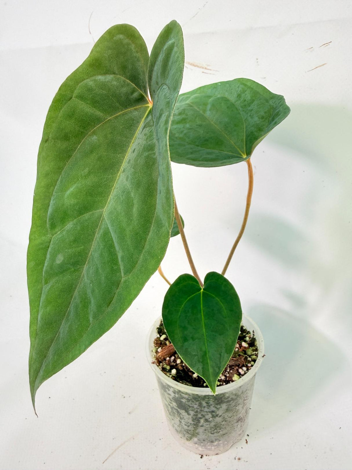 Anthurium Papillilaminum Guna Yana x Papillilaminum Fort Sherman x Dark Phoenix 09