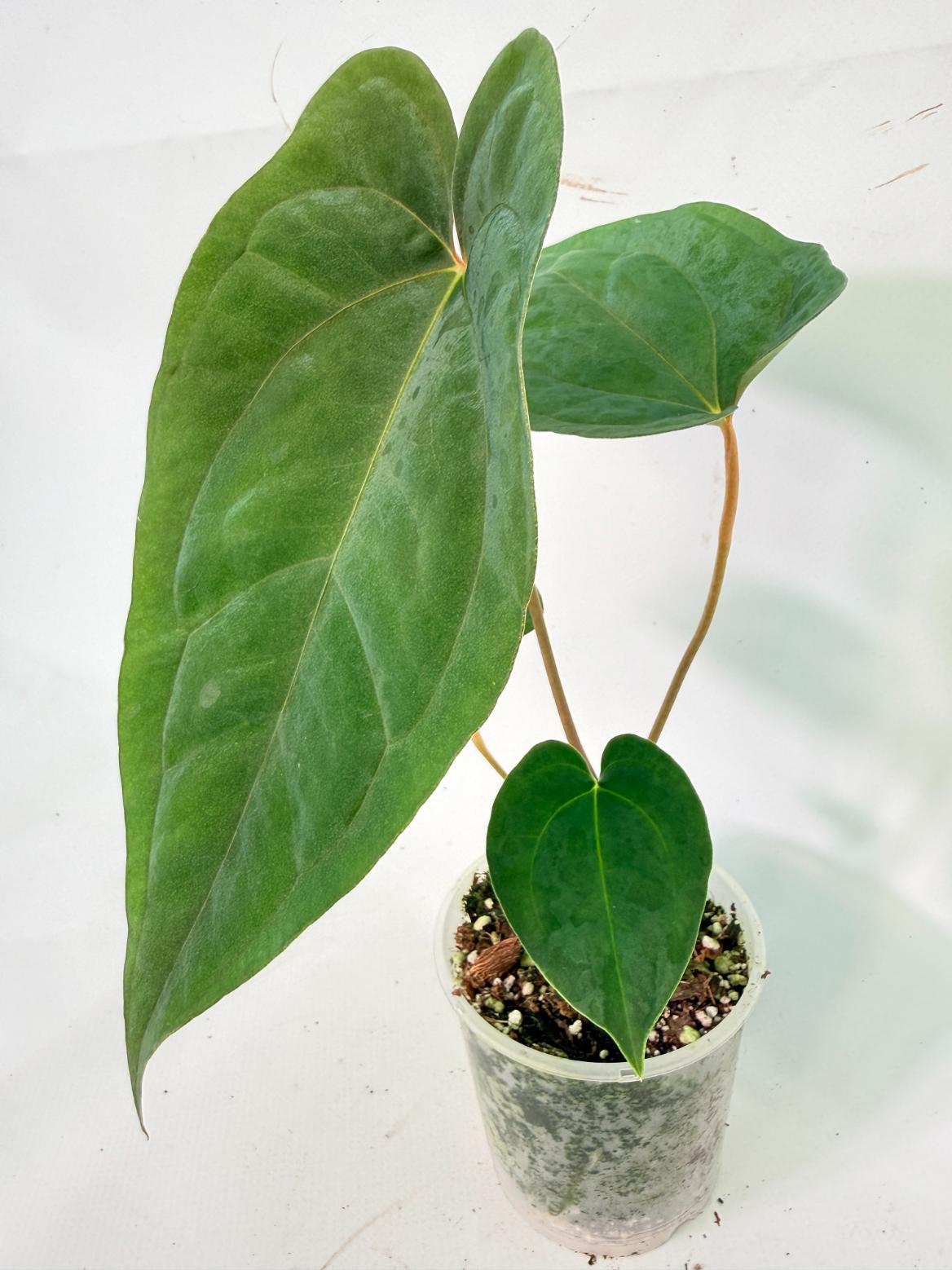 Anthurium Papillilaminum Guna Yana x Papillilaminum Fort Sherman x Dark Phoenix 10