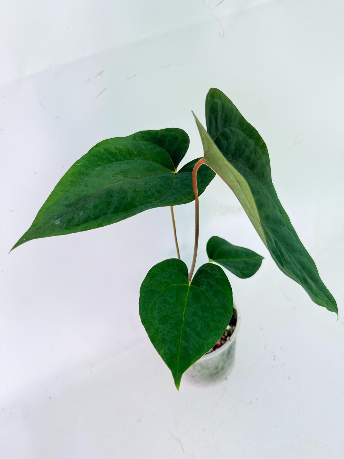 Anthurium Papillilaminum Guna Yana x Papillilaminum Fort Sherman x Dark Phoenix 11