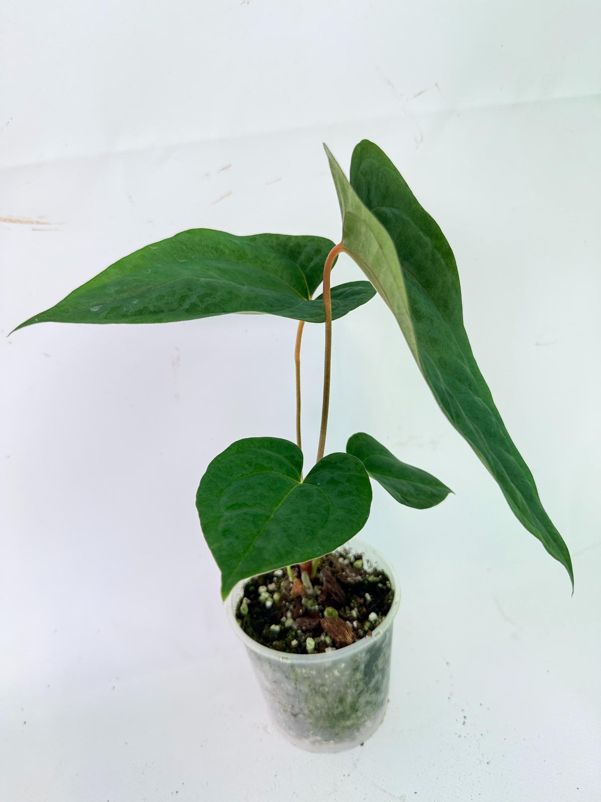 Anthurium Papillilaminum Guna Yana x Papillilaminum Fort Sherman x Dark Phoenix 12