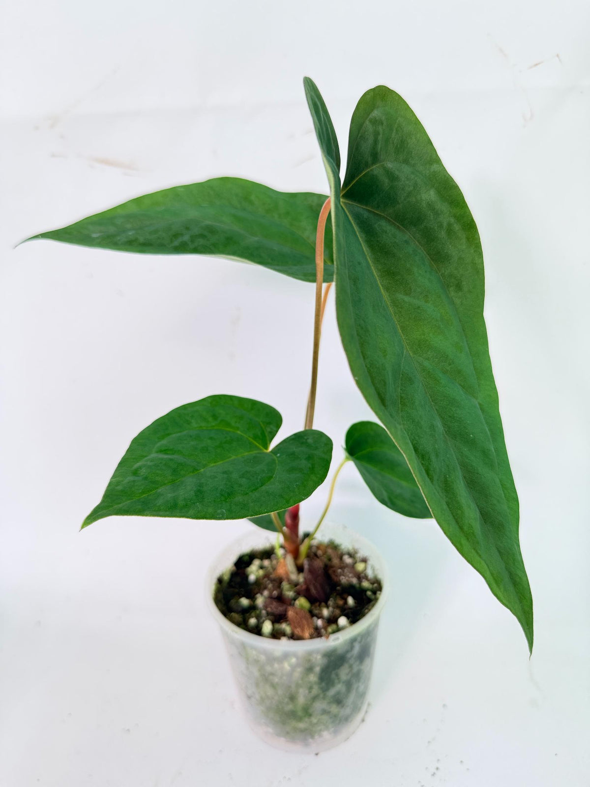 Anthurium Papillilaminum Guna Yana x Papillilaminum Fort Sherman x Dark Phoenix 13