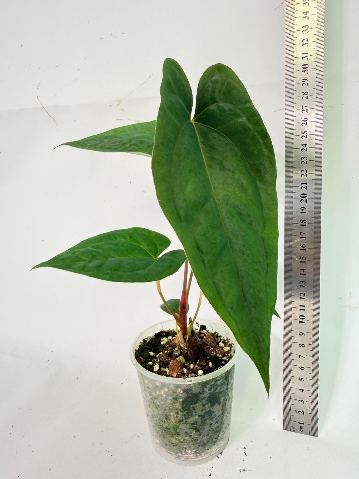 Anthurium Papillilaminum Guna Yana x Papillilaminum Fort Sherman x Dark Phoenix 01