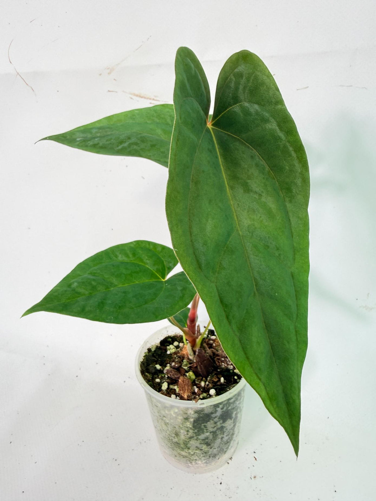 Anthurium Papillilaminum Guna Yana x Papillilaminum Fort Sherman x Dark Phoenix 02