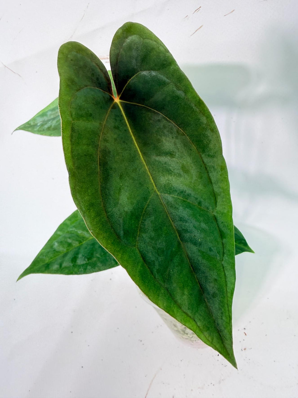 Anthurium Papillilaminum Guna Yana x Papillilaminum Fort Sherman x Dark Phoenix 03