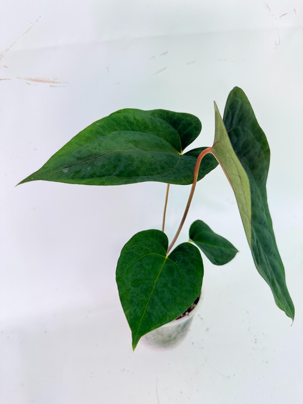 Anthurium Papillilaminum Guna Yana x Papillilaminum Fort Sherman x Dark Phoenix 04