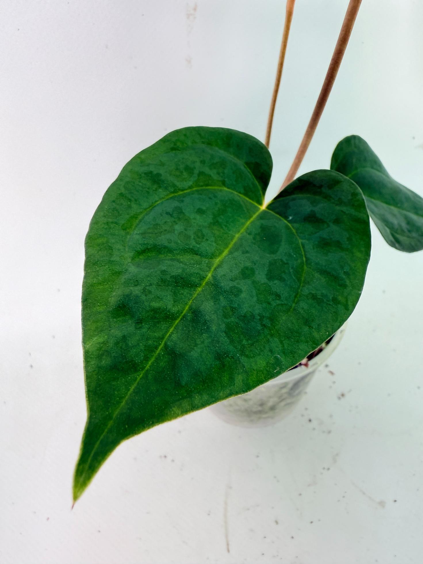Anthurium Papillilaminum Guna Yana x Papillilaminum Fort Sherman x Dark Phoenix 05