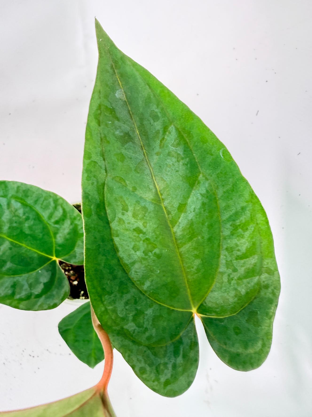 Anthurium Papillilaminum Guna Yana x Papillilaminum Fort Sherman x Dark Phoenix 06