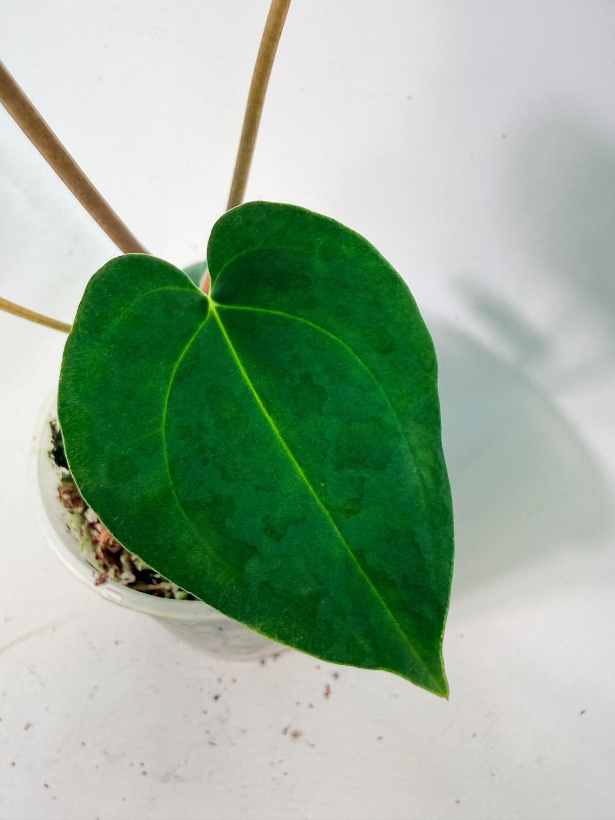 Anthurium Papillilaminum Guna Yana x Papillilaminum Fort Sherman x Dark Phoenix 07