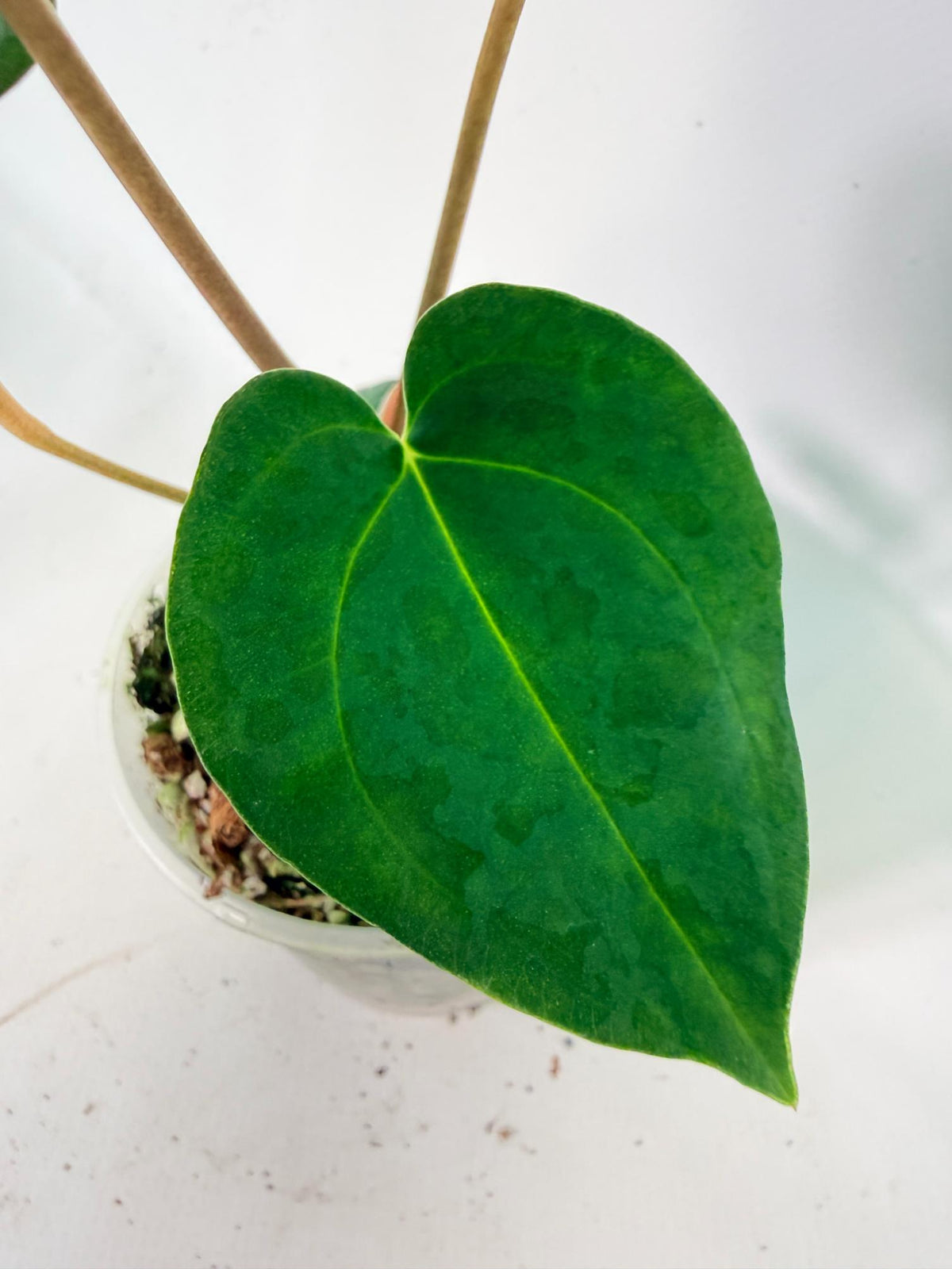 Anthurium Papillilaminum Guna Yana x Papillilaminum Fort Sherman x Dark Phoenix 08