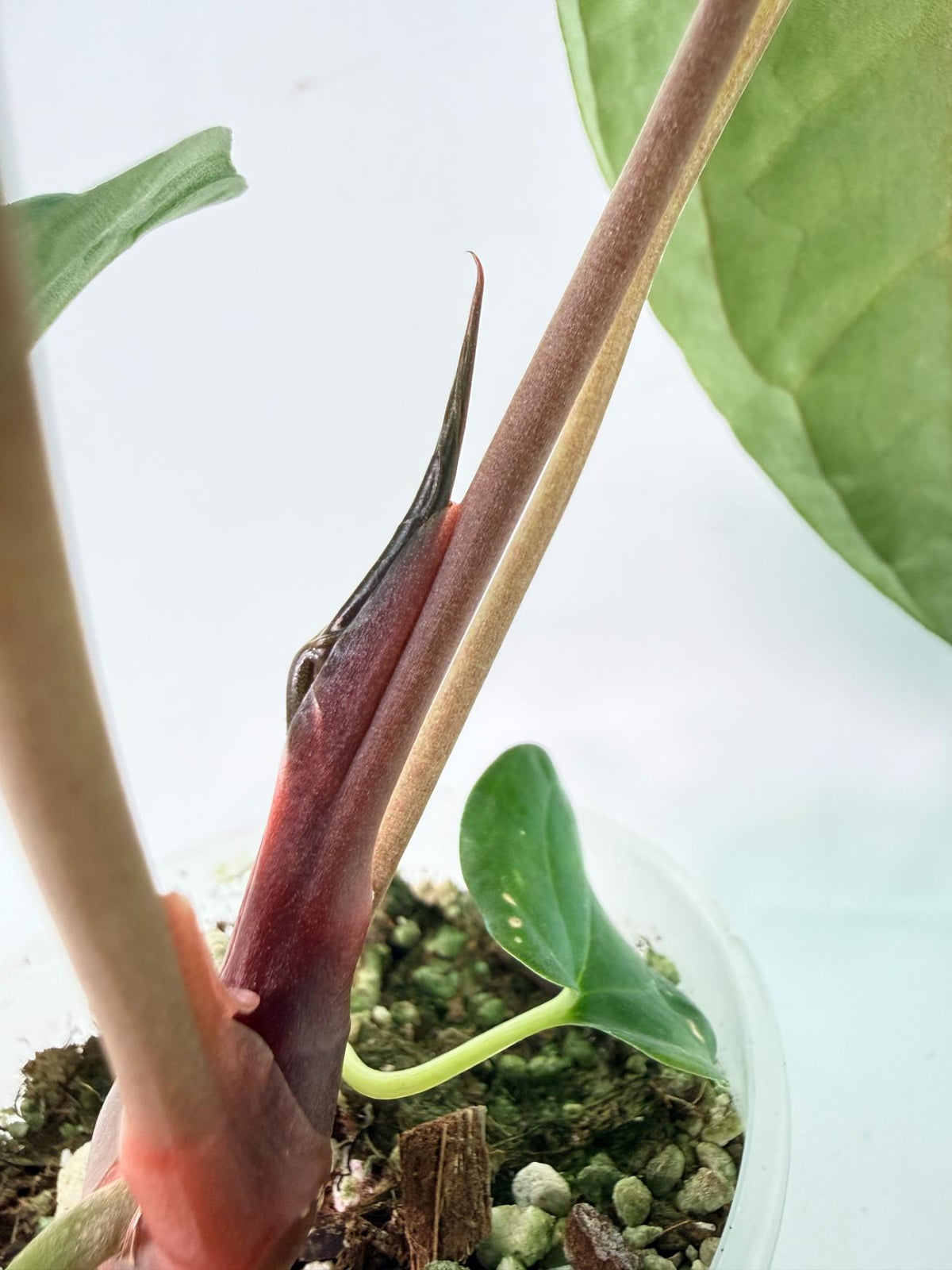 Anthurium Papillilaminum Guna Yana x Papillilaminum Fort Sherman x Dark Phoenix 08