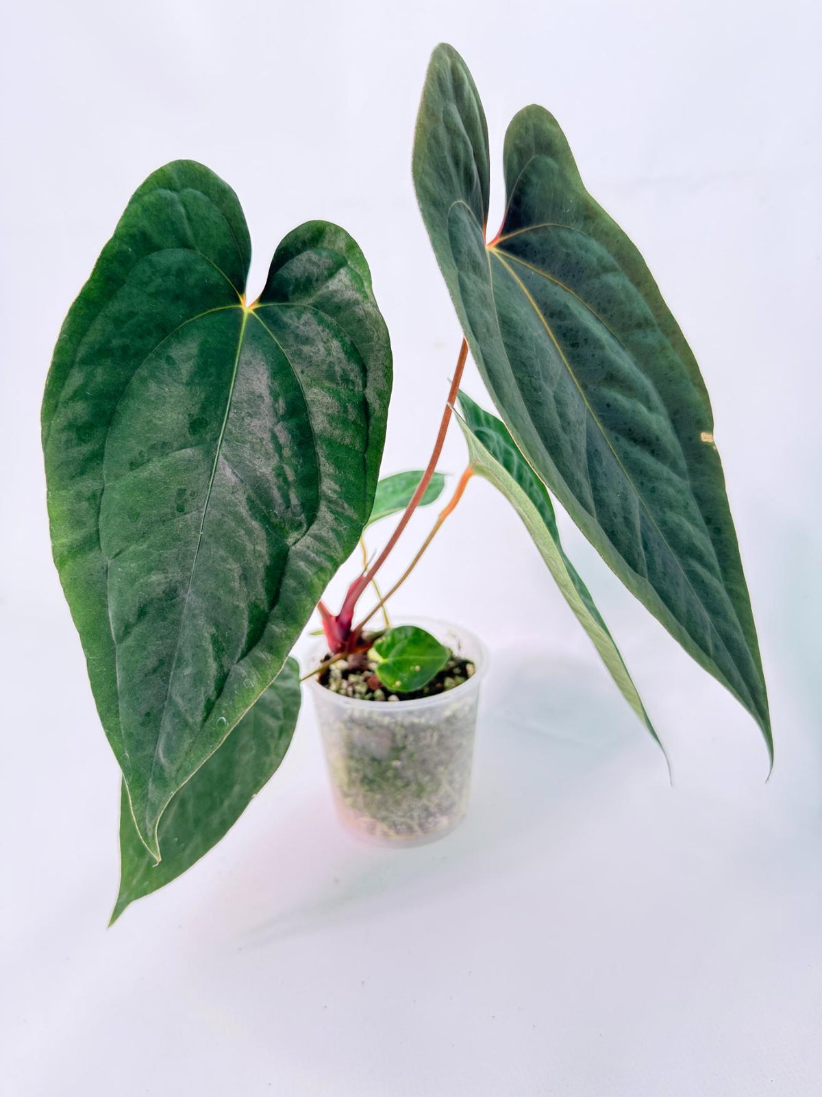 Anthurium Papillilaminum Guna Yana x Papillilaminum Fort Sherman x Dark Phoenix 09