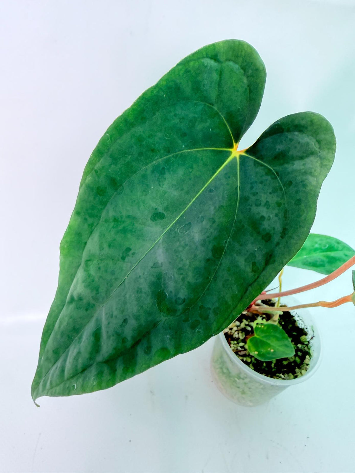 Anthurium Papillilaminum Guna Yana x Papillilaminum Fort Sherman x Dark Phoenix 03