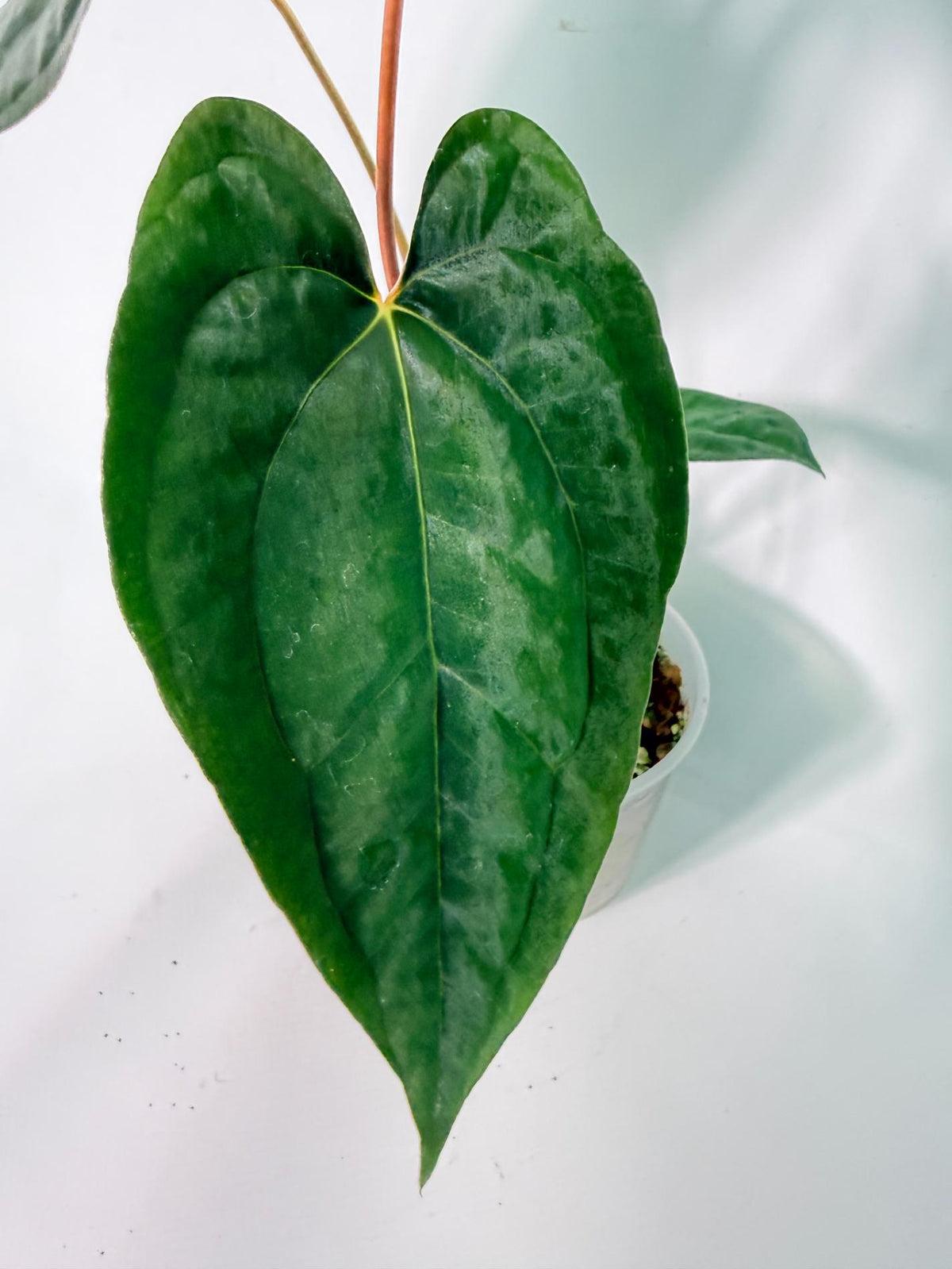 Anthurium Papillilaminum Guna Yana x Papillilaminum Fort Sherman x Dark Phoenix 04