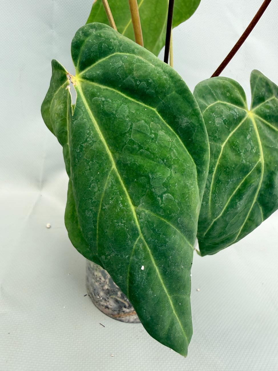Anthurium Papillilaminum x Magnificum 7