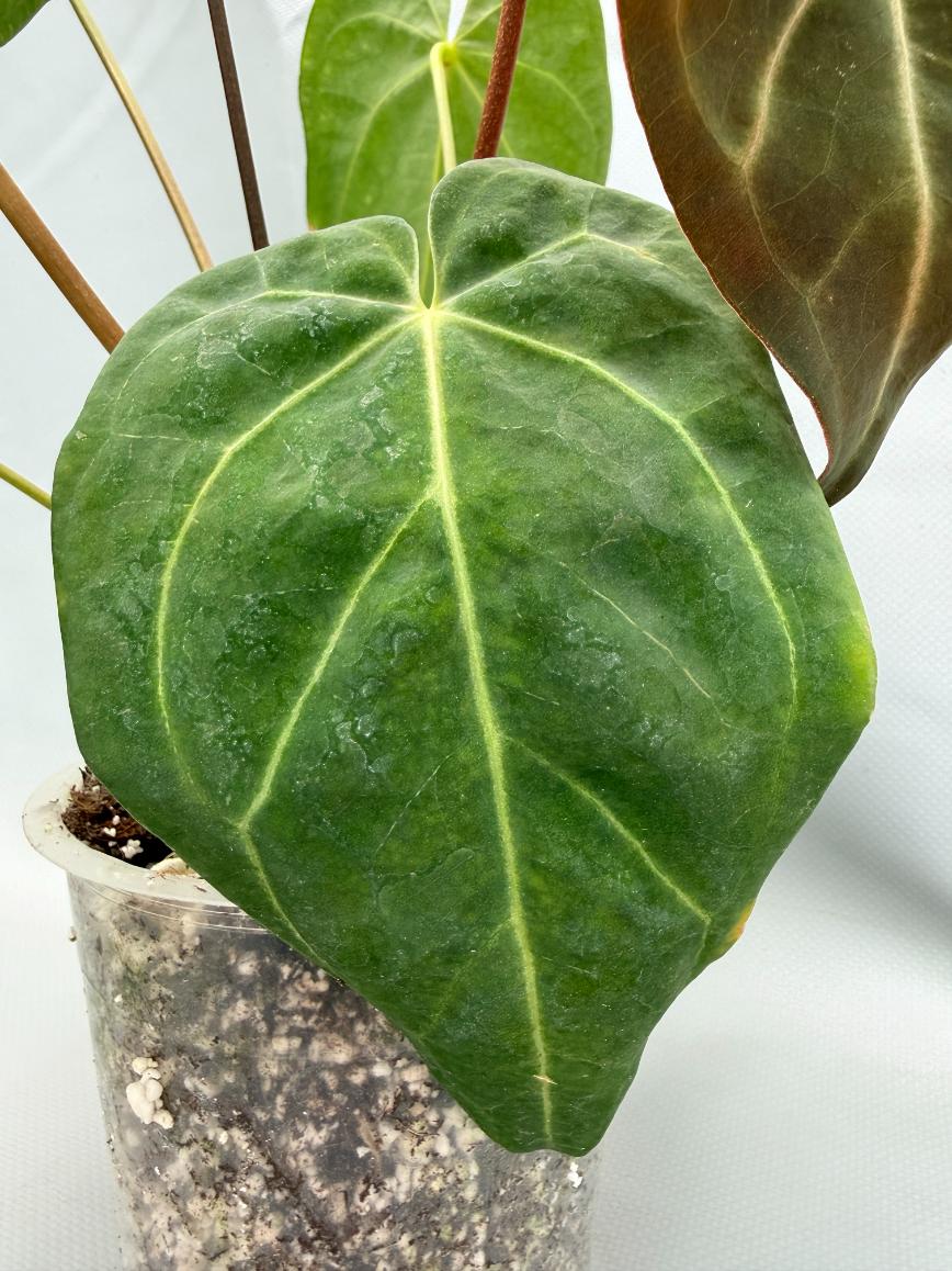 Anthurium Papillilaminum x Magnificum 8