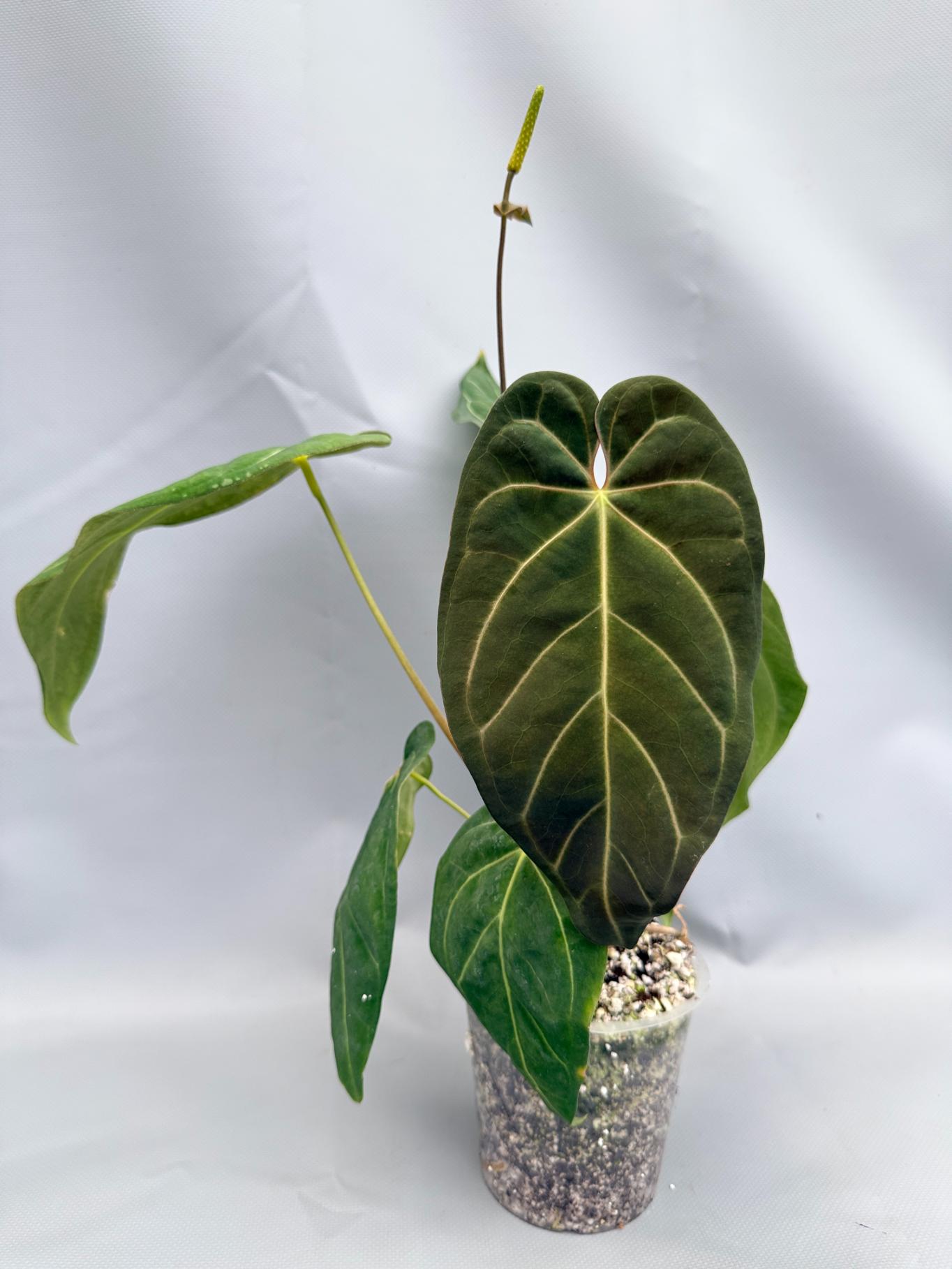 Anthurium Papillilaminum x Magnificum 2