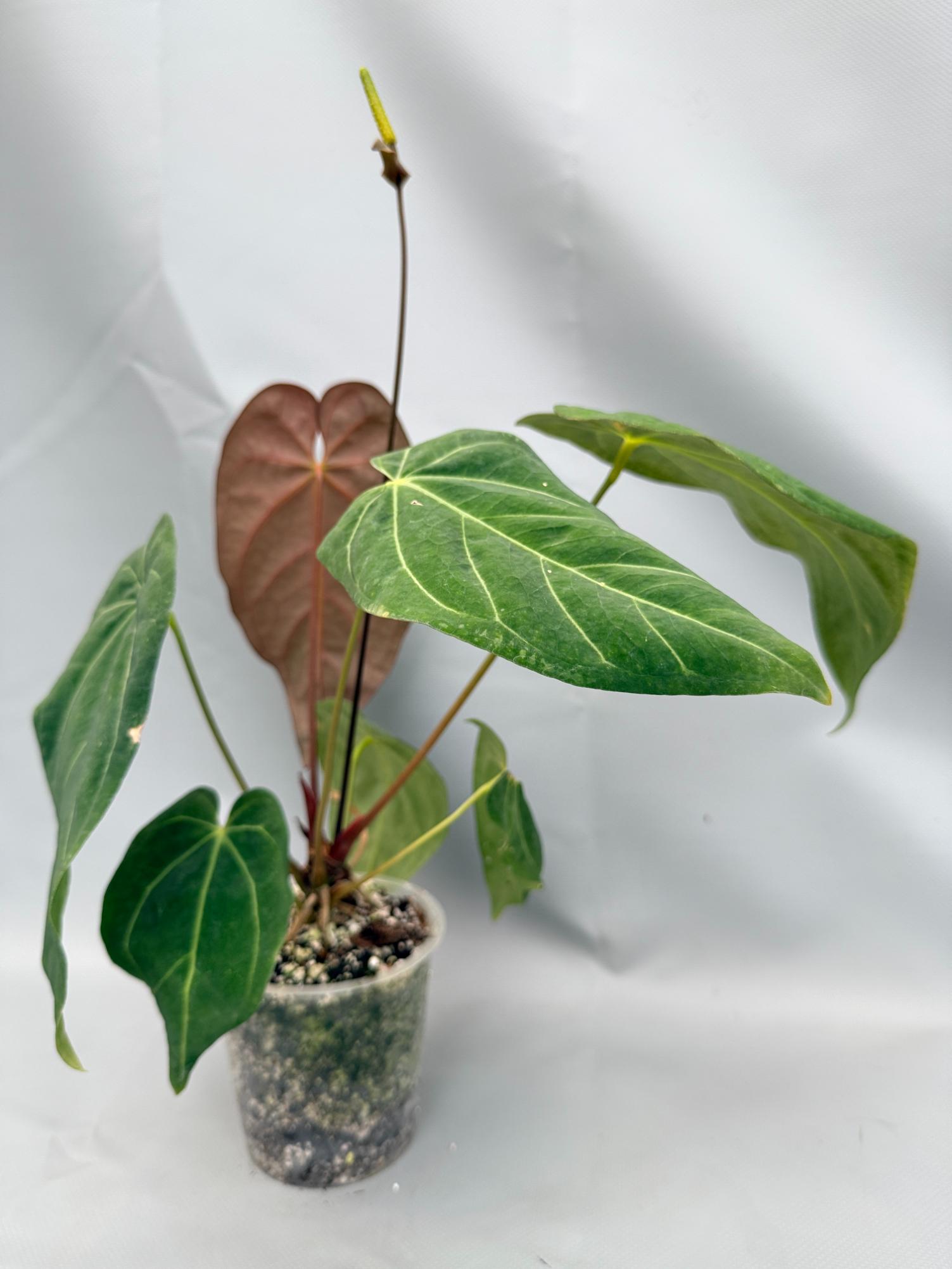 Anthurium Papillilaminum x Magnificum 3