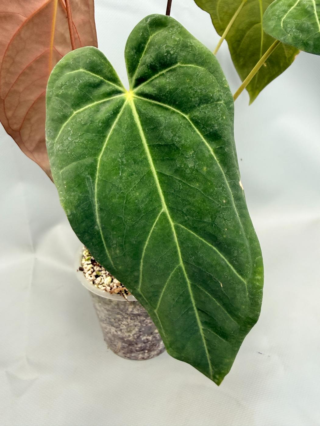 Anthurium Papillilaminum x Magnificum 4