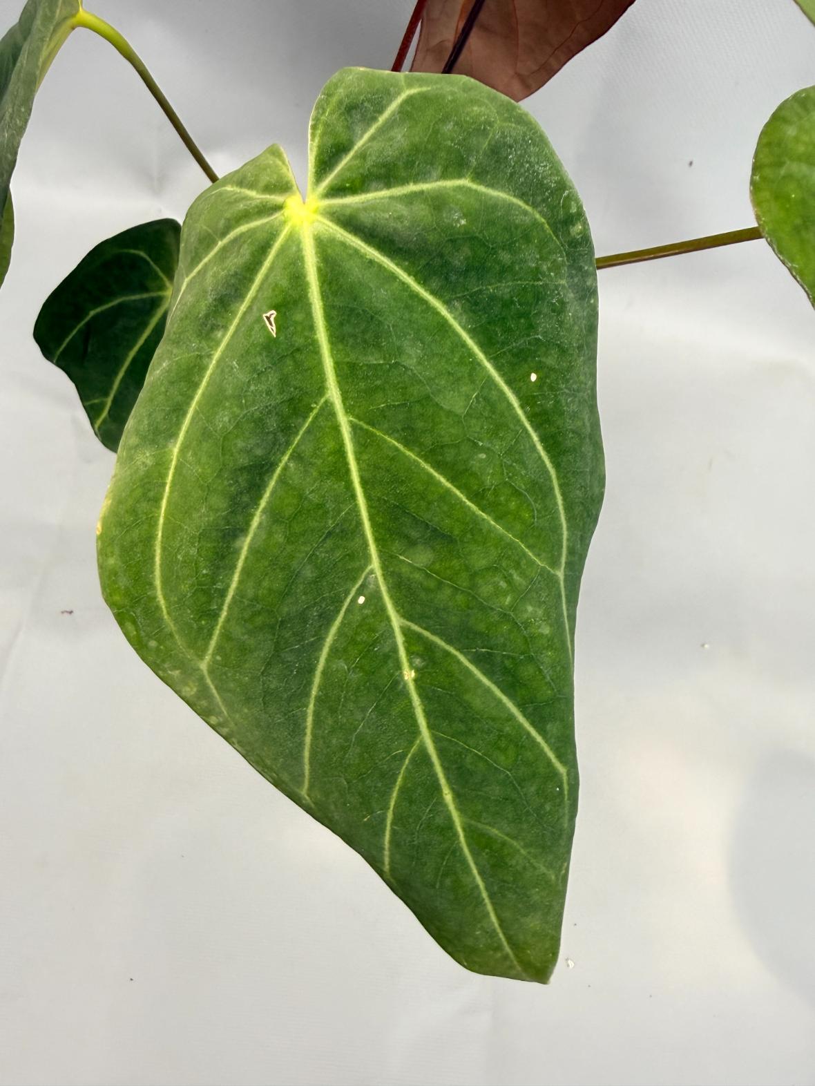 Anthurium Papillilaminum x Magnificum 5