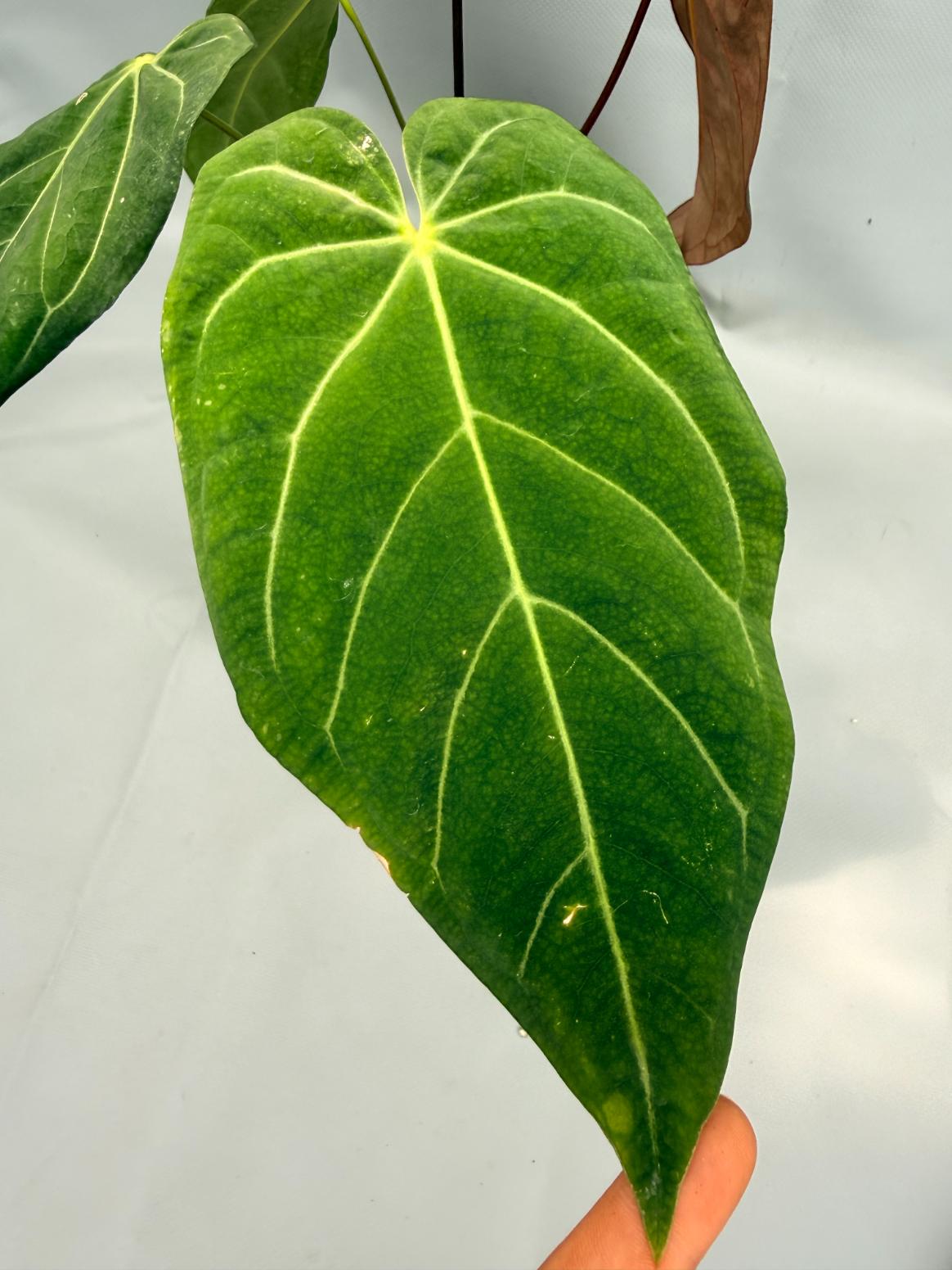 Anthurium Papillilaminum x Magnificum 6
