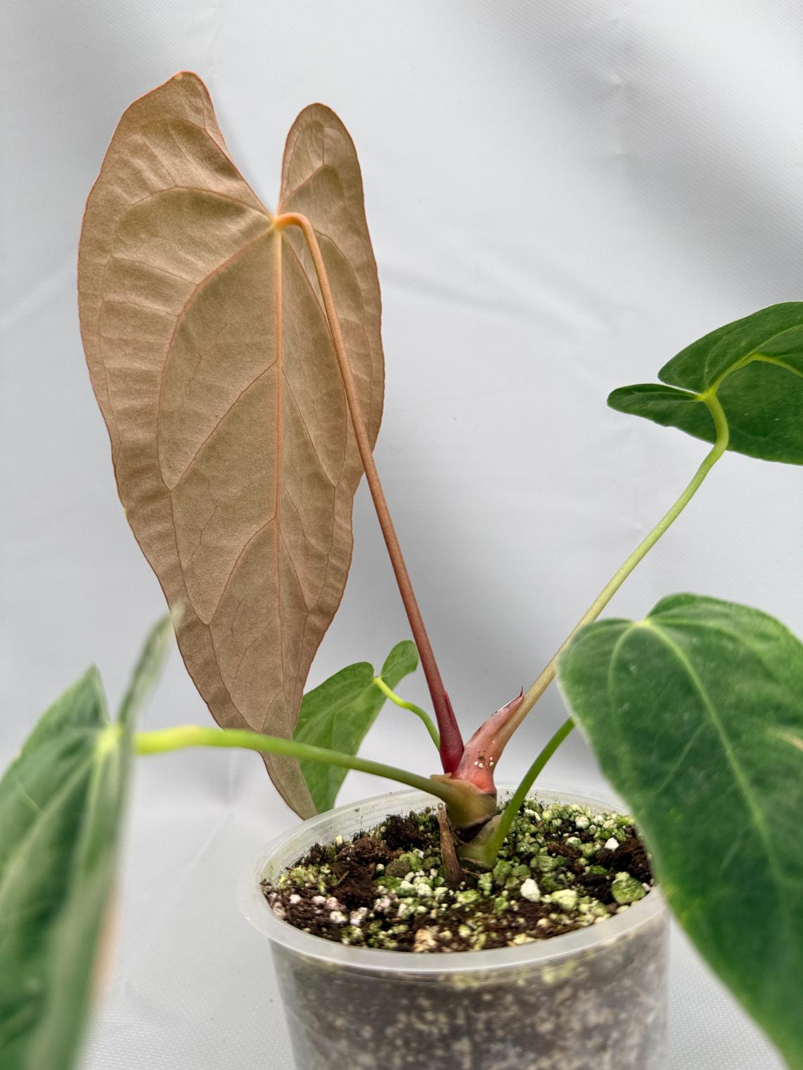 Anthurium papillilaminum x magnificum