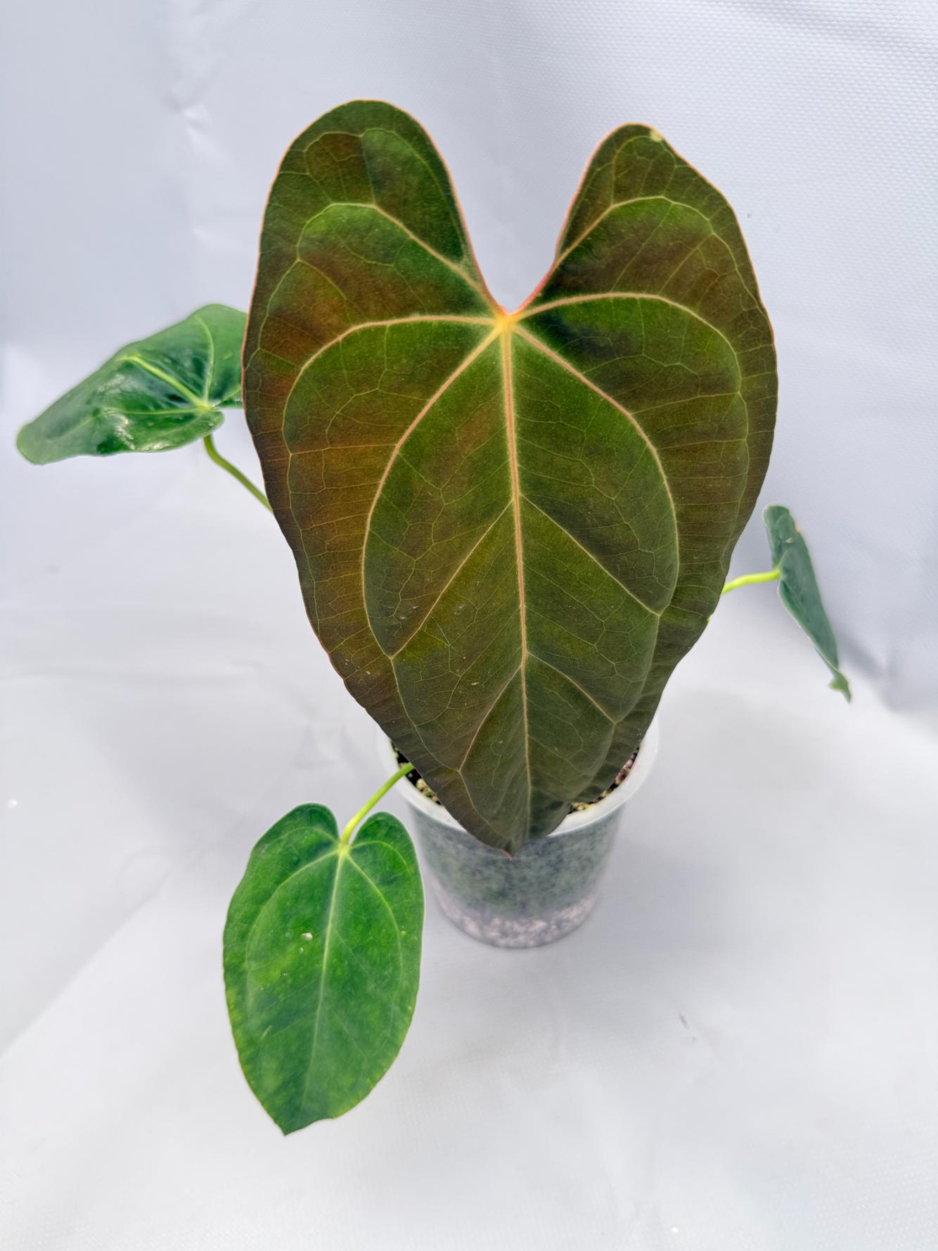 Anthurium papillilaminum x magnificum