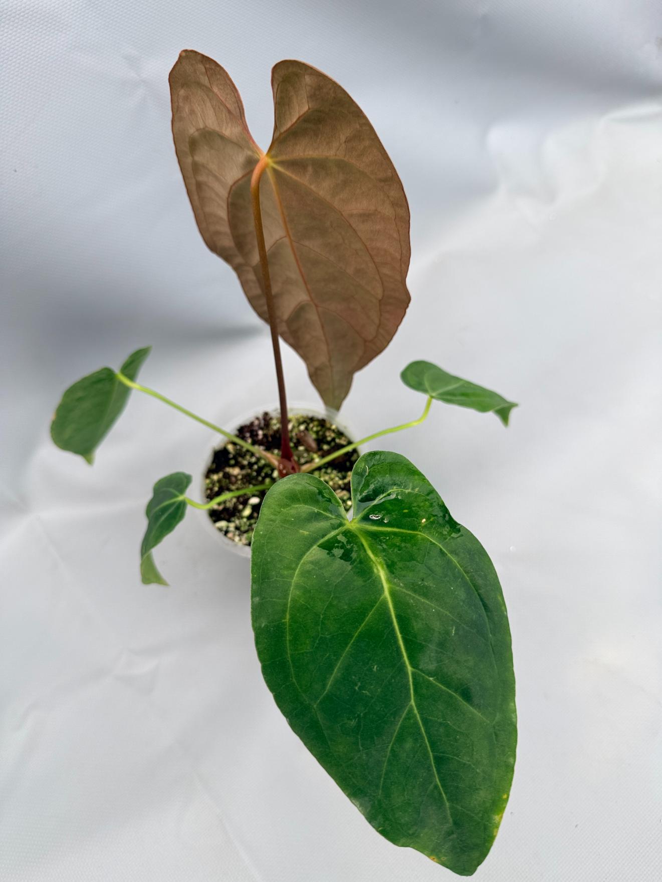 Anthurium papillilaminum x magnificum