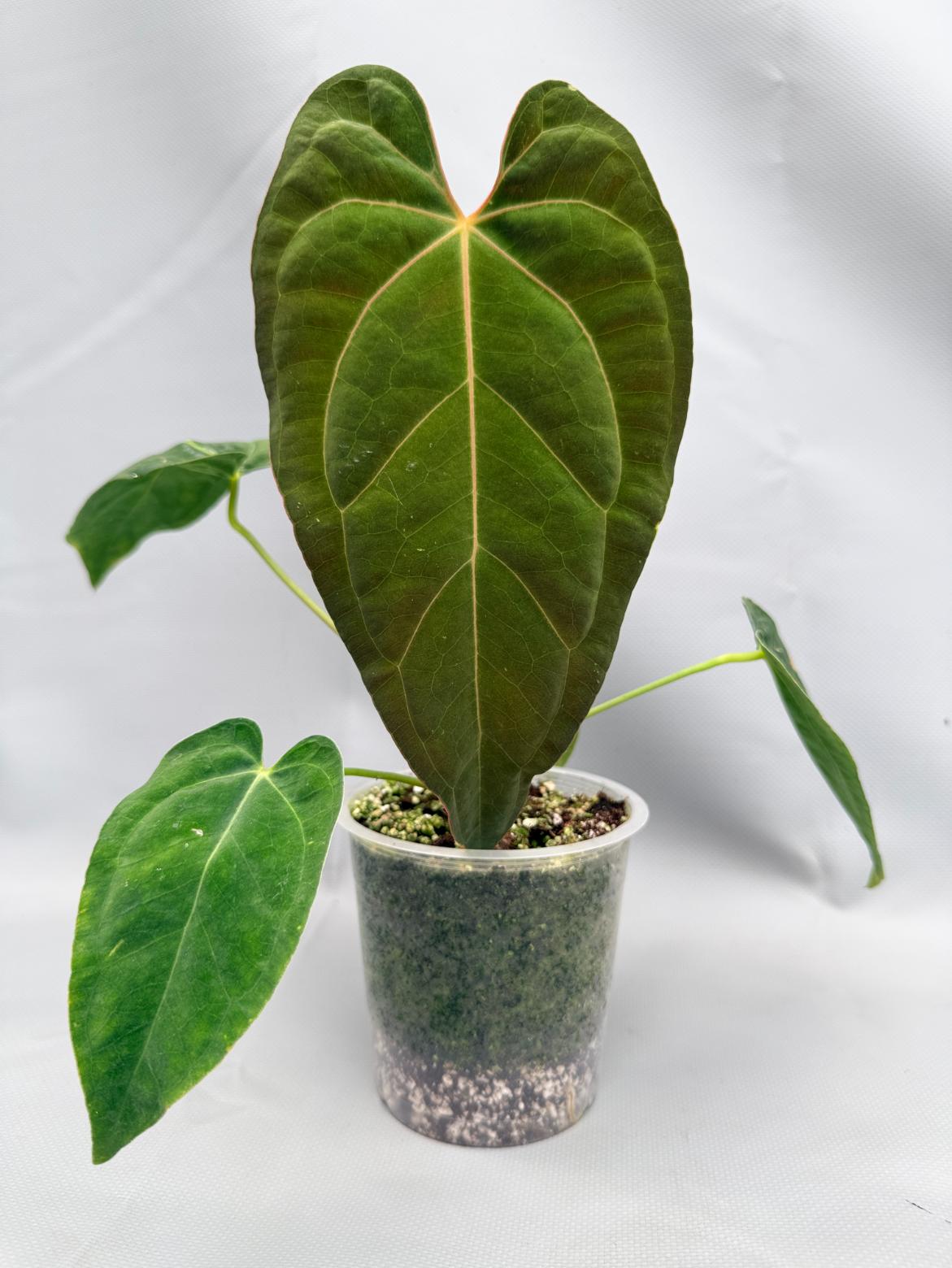 Anthurium papillilaminum x magnificum