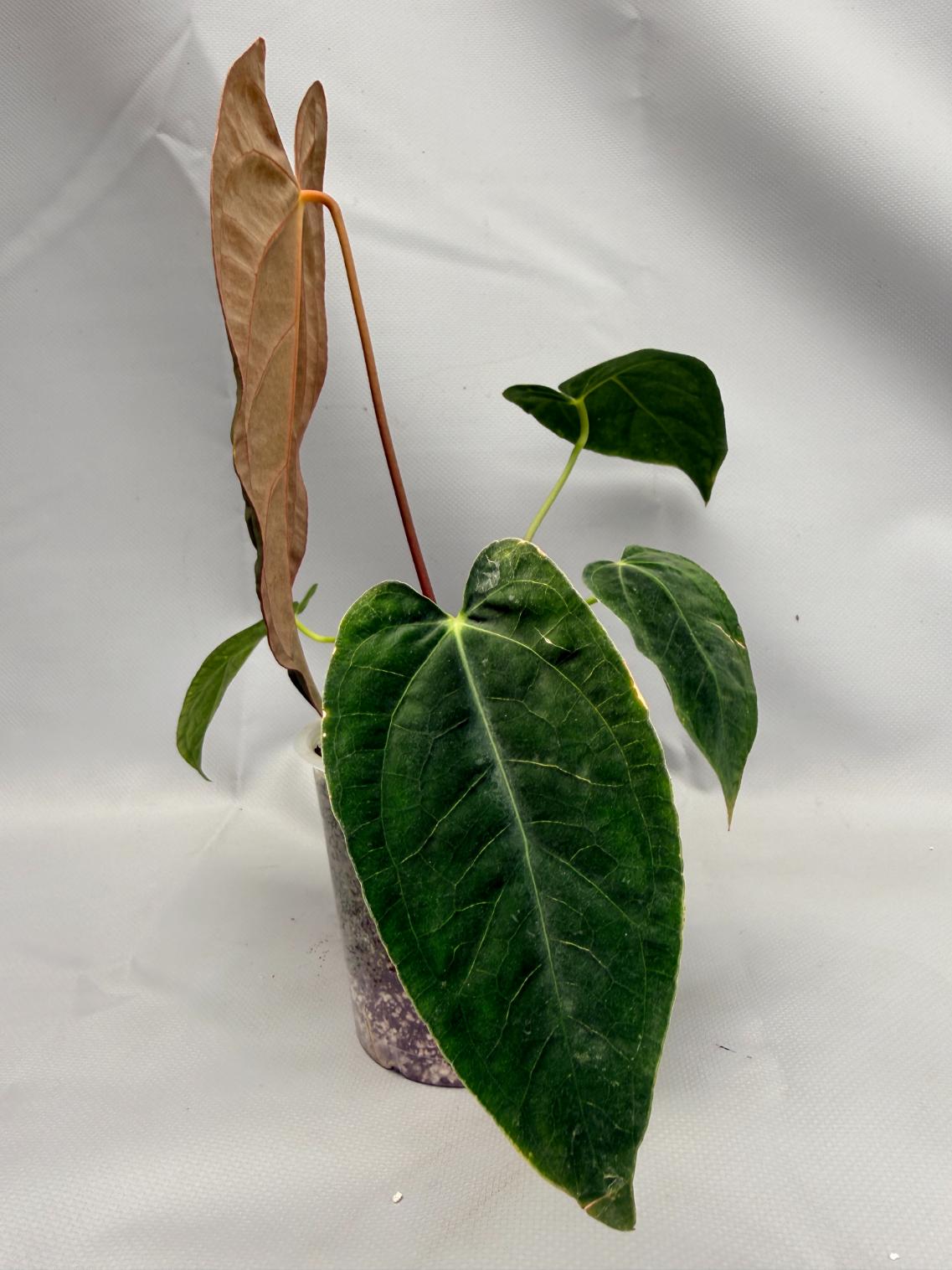 Anthurium papillilaminum x magnificum