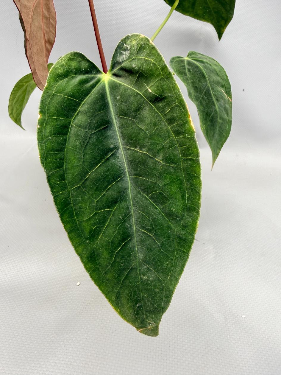 Anthurium papillilaminum x magnificum