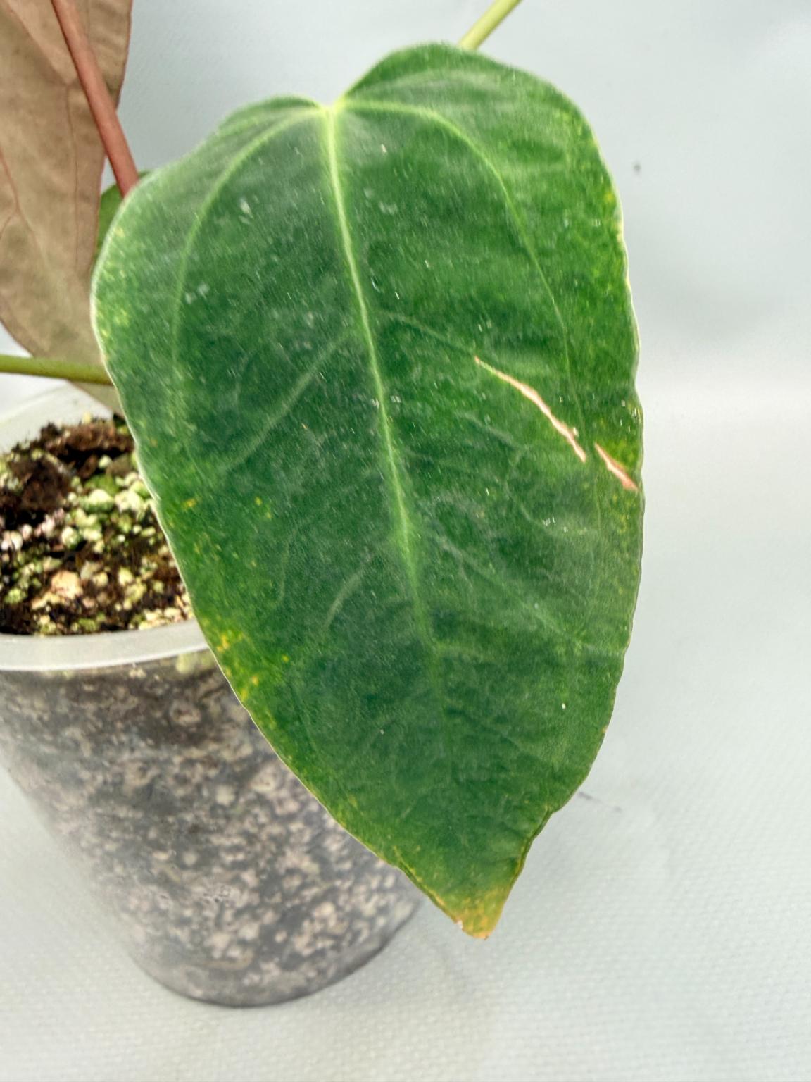 Anthurium papillilaminum x magnificum