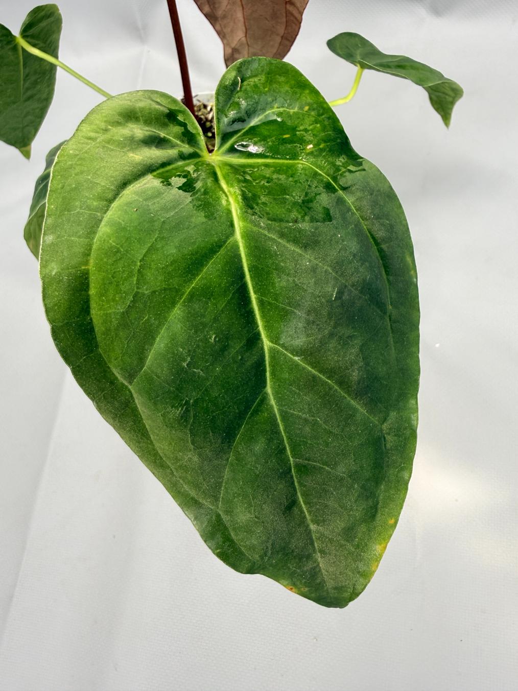 Anthurium papillilaminum x magnificum