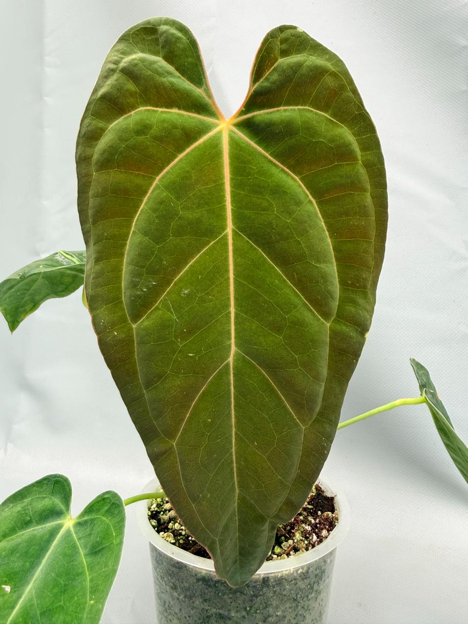 Anthurium papillilaminum x magnificum