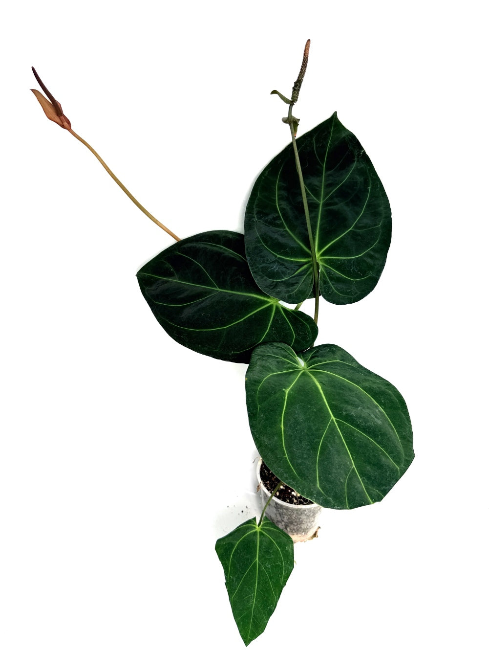 Anthurium_Papillilaminum_x_Magnificum