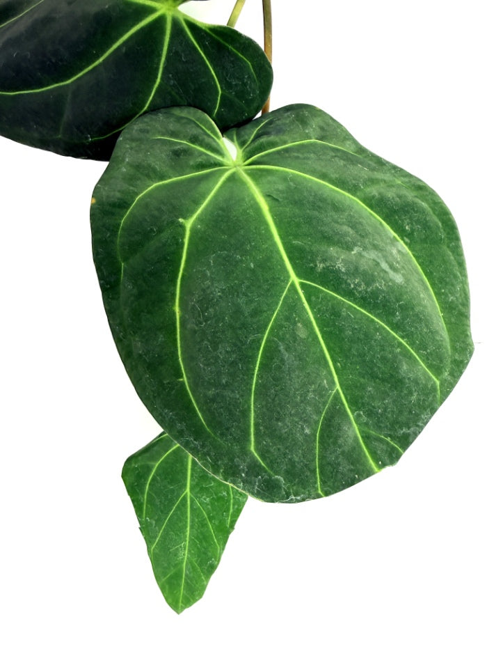 Anthurium_Papillilaminum_x_Magnificum