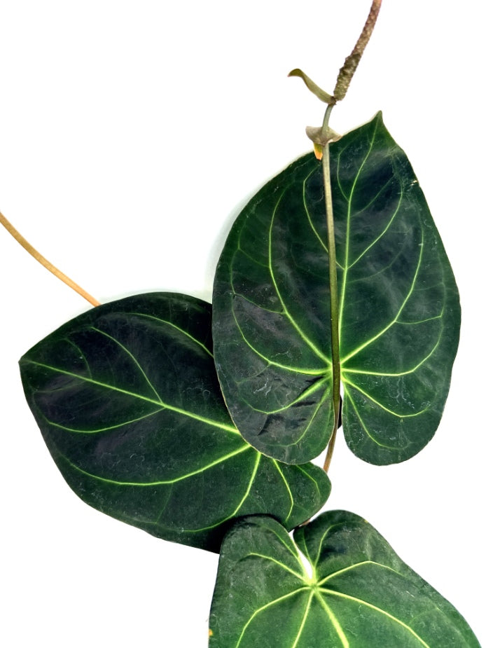 Anthurium_Papillilaminum_x_Magnificum