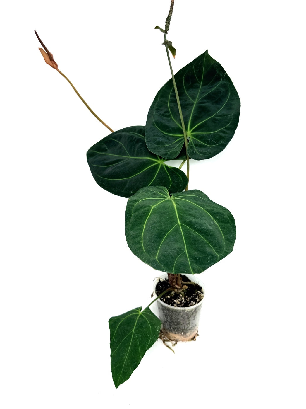 Anthurium_Papillilaminum_x_Magnificum