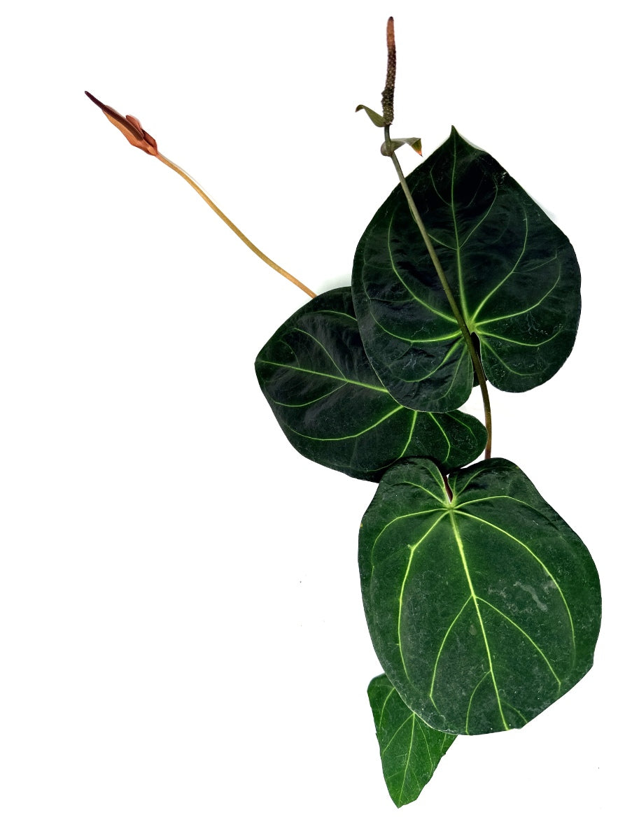 Anthurium_Papillilaminum_x_Magnificum