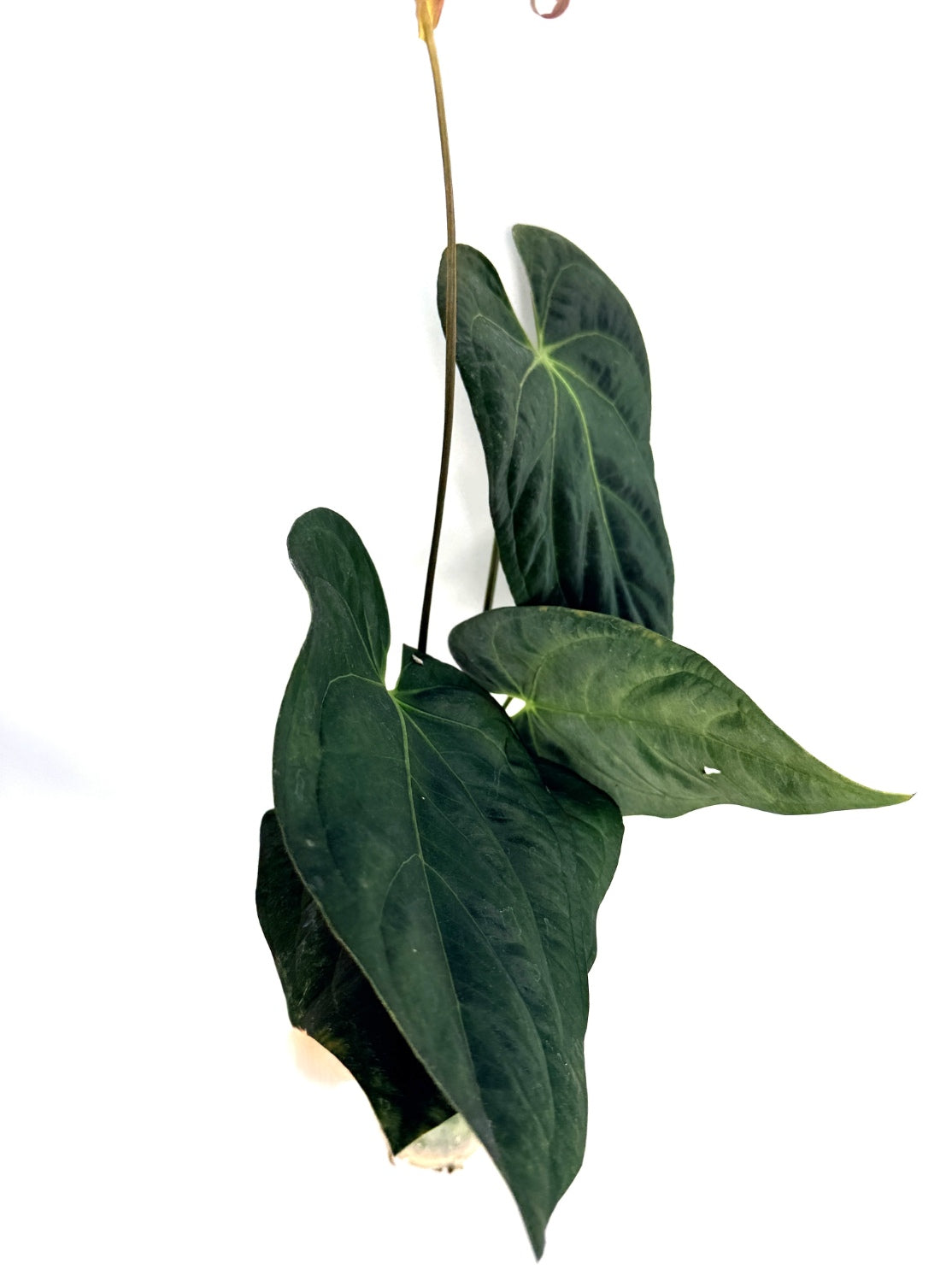 Anthurium_Papillilaminum_x_Magnificum